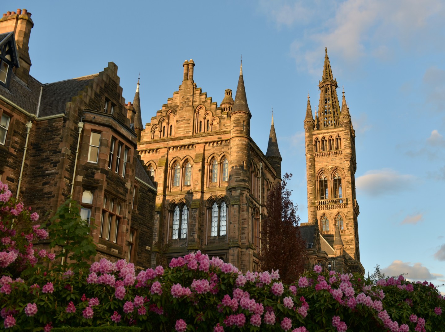 The ancient architecture of Glasgow framed by pink flowers. 