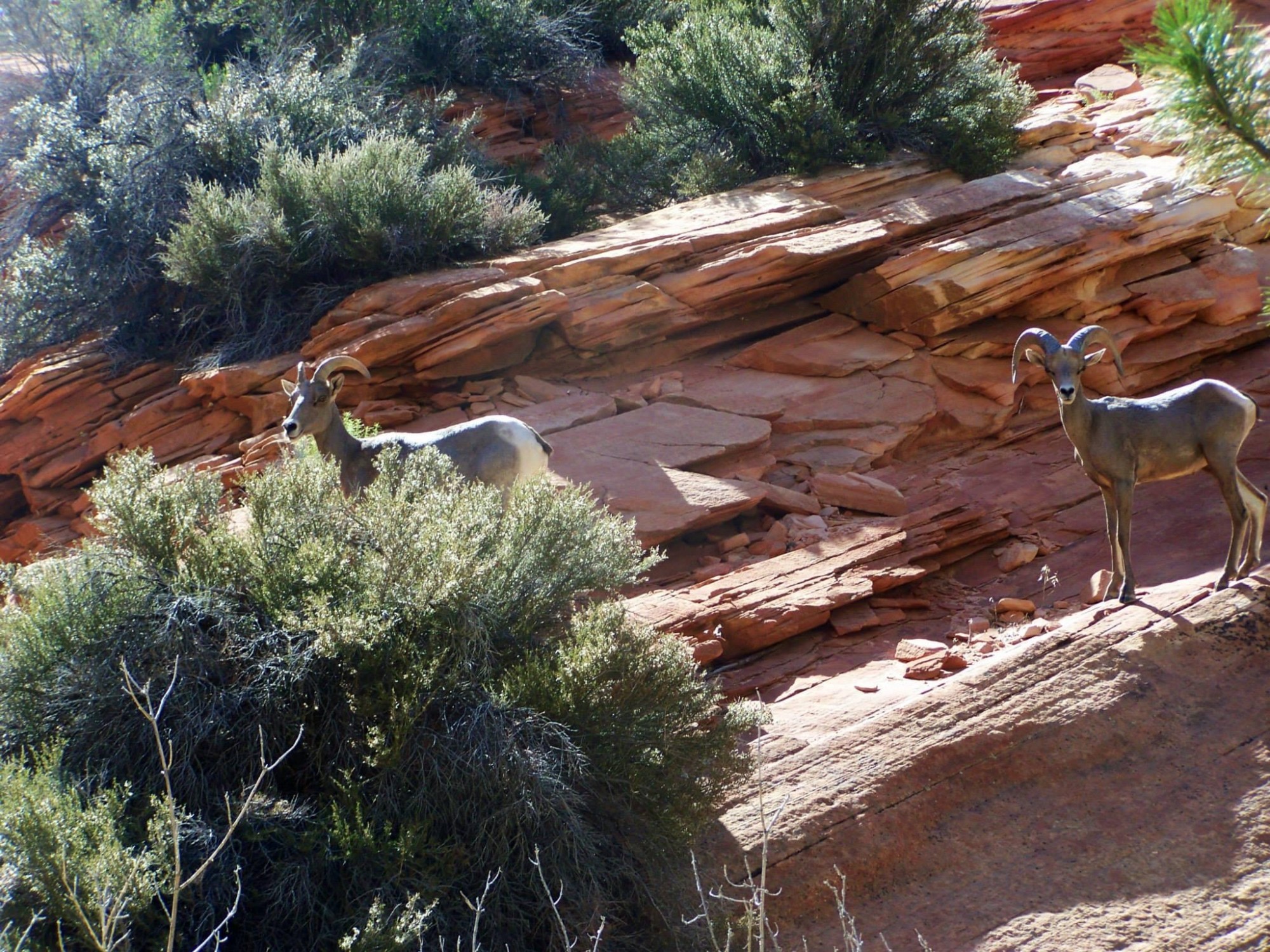 Bighorn sheep on rocky hills.