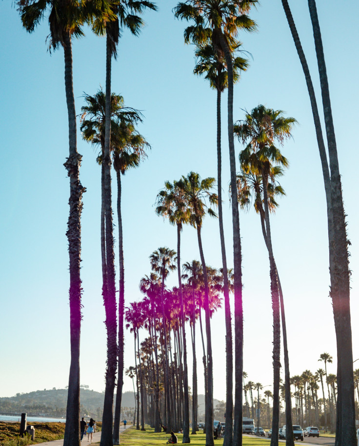 Palm trees in Santa Barbara. 