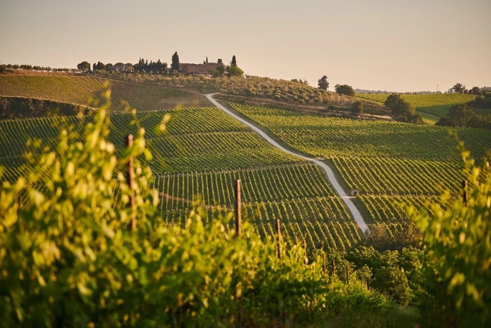 rolling vineyard hills, with a winery perched on a distant hilltop