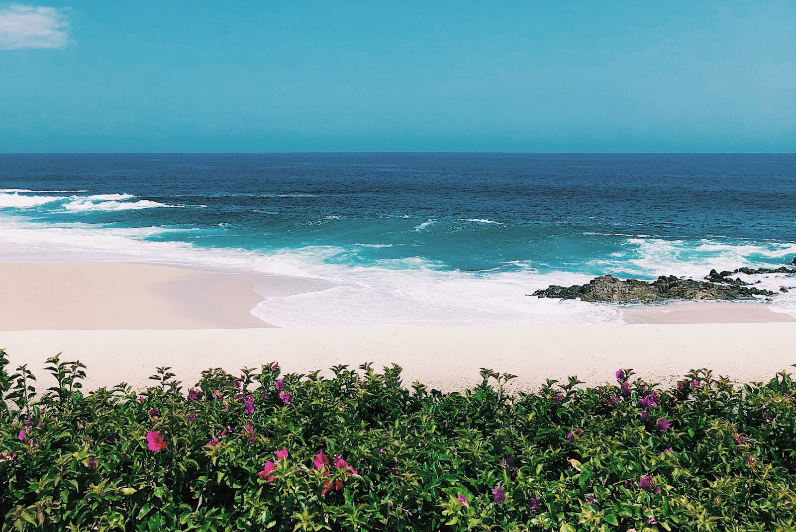 sandy beach and ocean with green plants in foreground during daytime