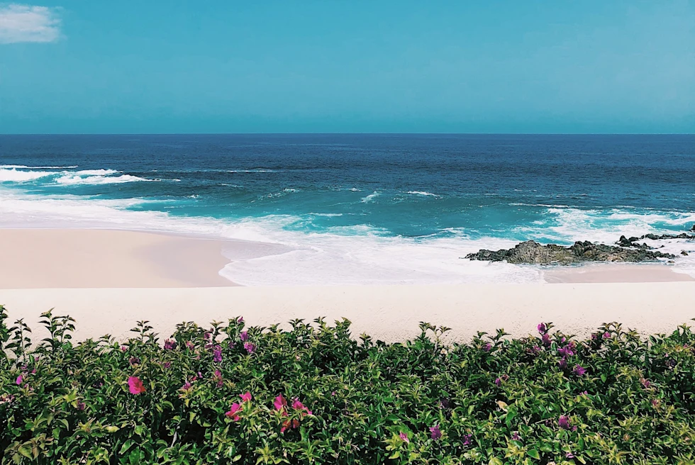 sandy beach and ocean with green plants in foreground during daytime