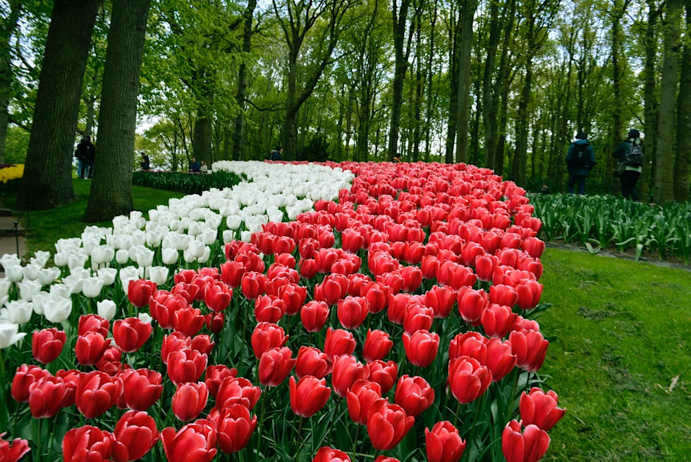Keukenhof Gardens, a floral paradise.