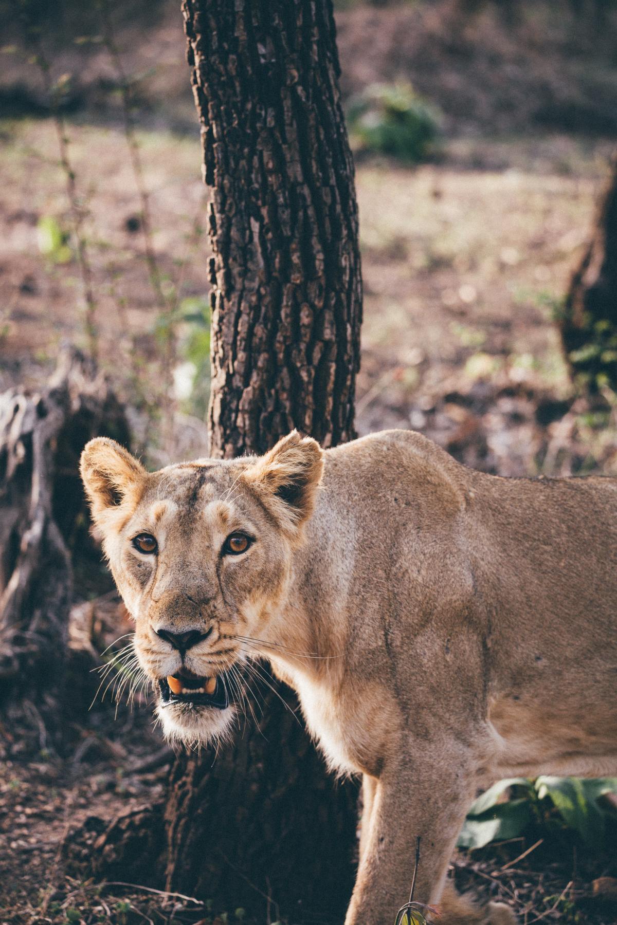 Female lion scowling in front of thin tree in plains.