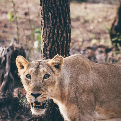 Female lion scowling in front of thin tree in plains.