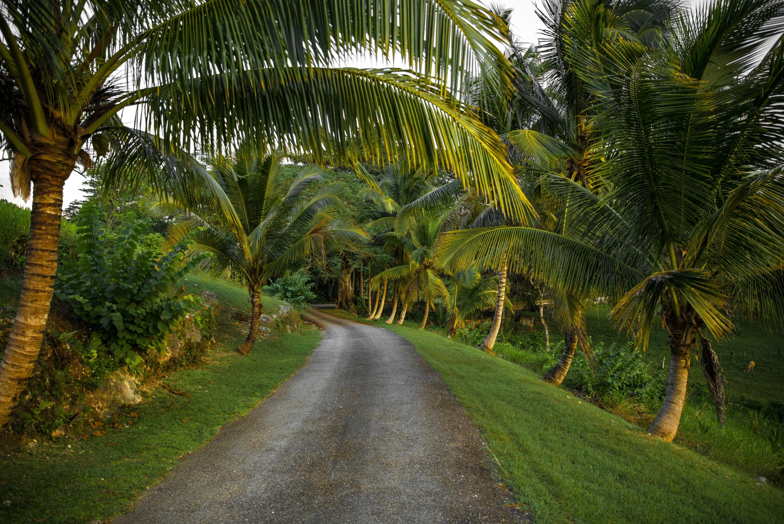 road surrounded by large palm trees during dusk