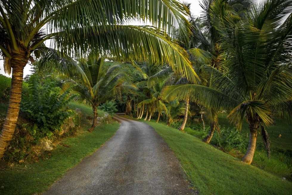 road surrounded by large palm trees during dusk