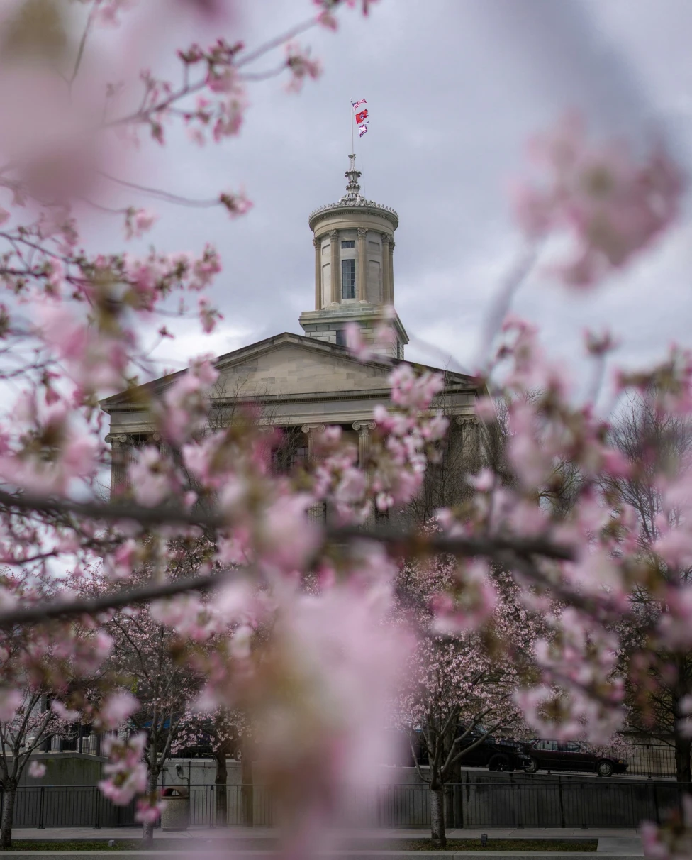 A picture of the State Capitol through the Cherry Blossoms.