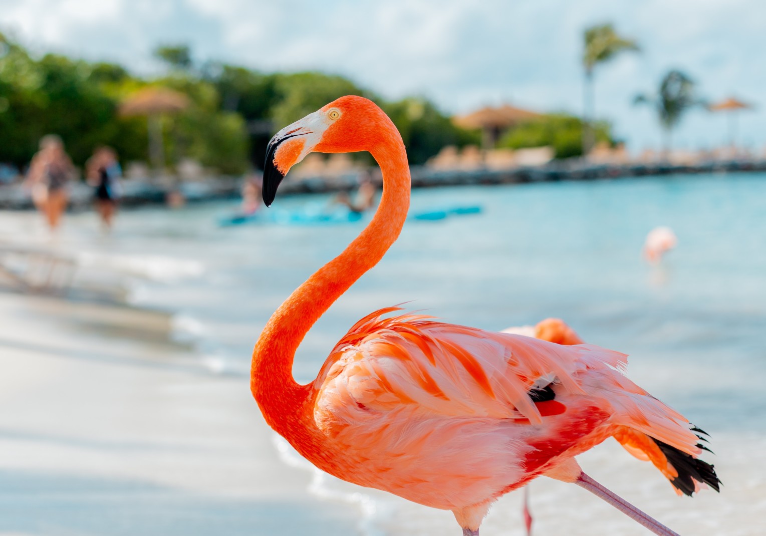 Close up of a pink Flamingo on the beach in Aruba with bright blue water and palm trees in the background