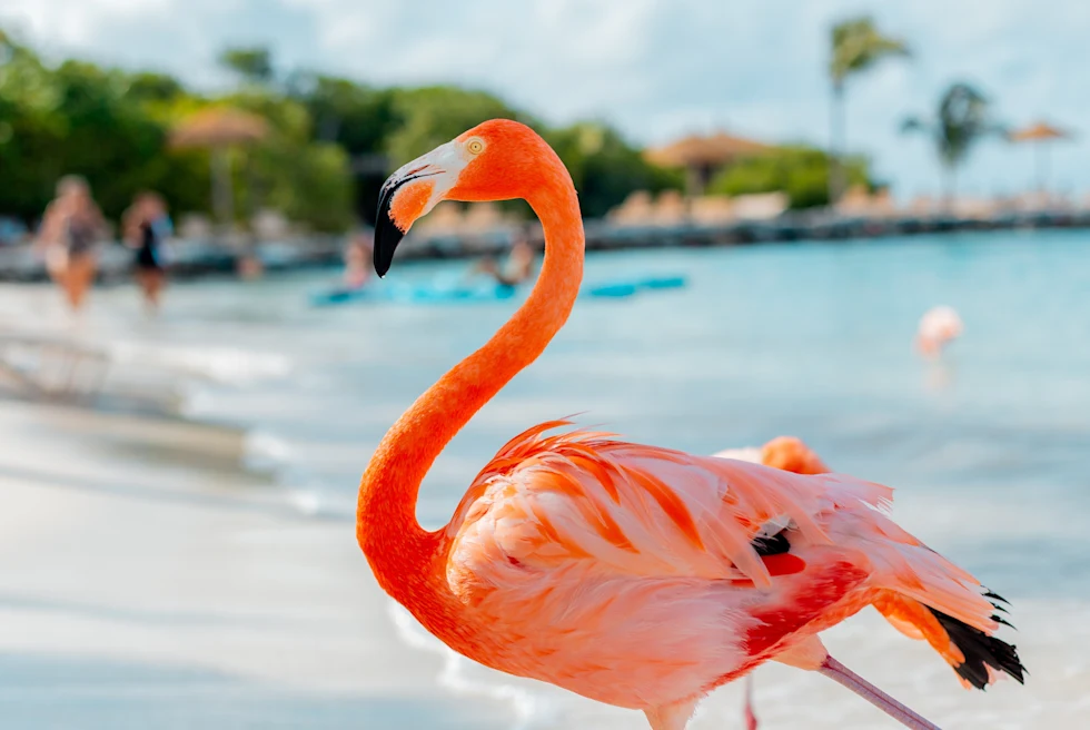 Close up of a pink Flamingo on the beach in Aruba with bright blue water and palm trees in the background