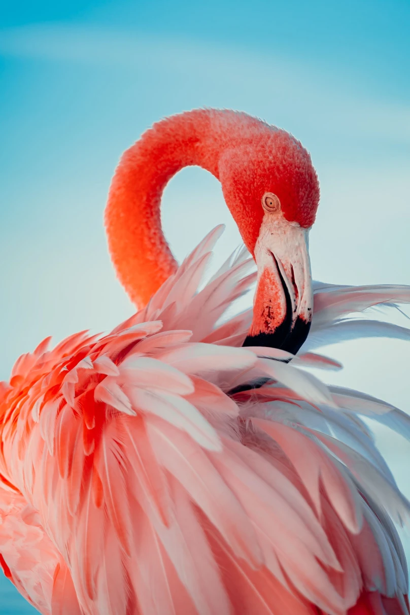 A picture of pink flamingo taken during daytime.