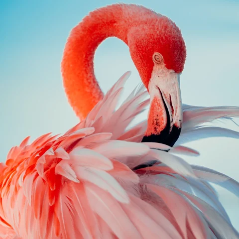 A picture of pink flamingo taken during daytime.