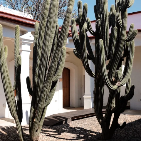 cactus plants in front of a door of a white building