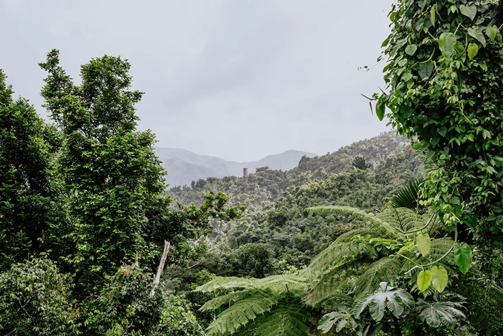 Hills of green tropical trees with cloudy sky in Puerto Rico