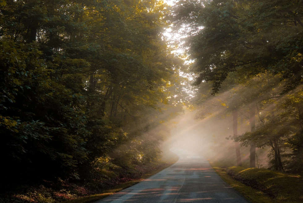 a sunny tree covered road