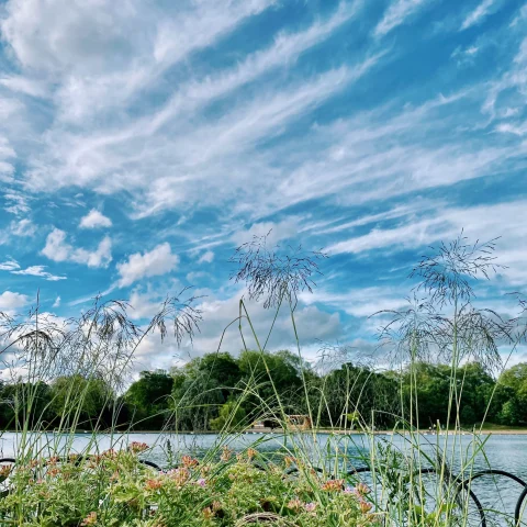 pond in a park