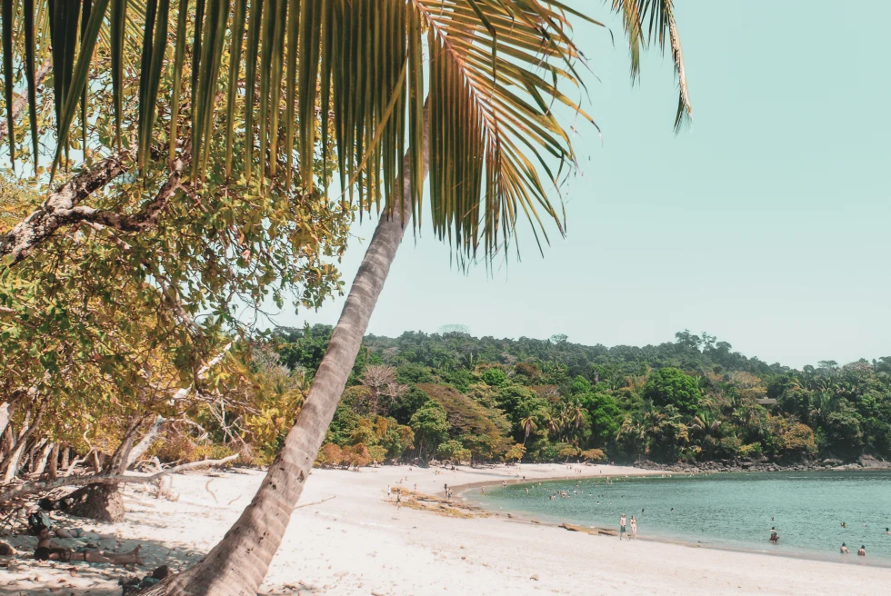 Palm trees on a beach