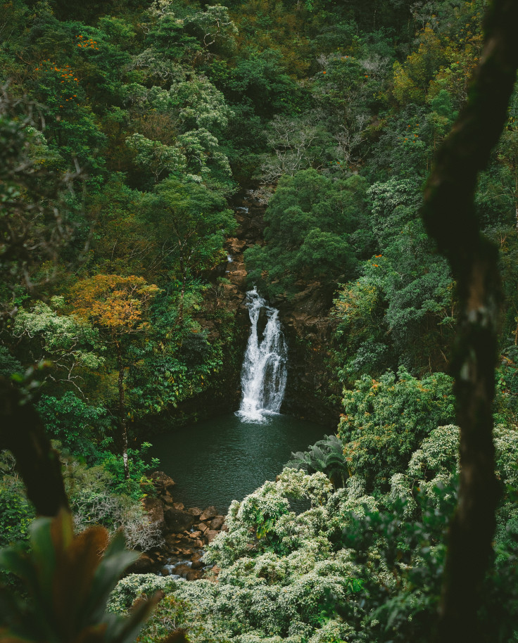 Waterfall surrounded by green forest during daytime