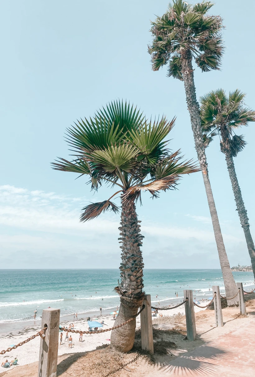 palm trees overlooking the ocean during daytime