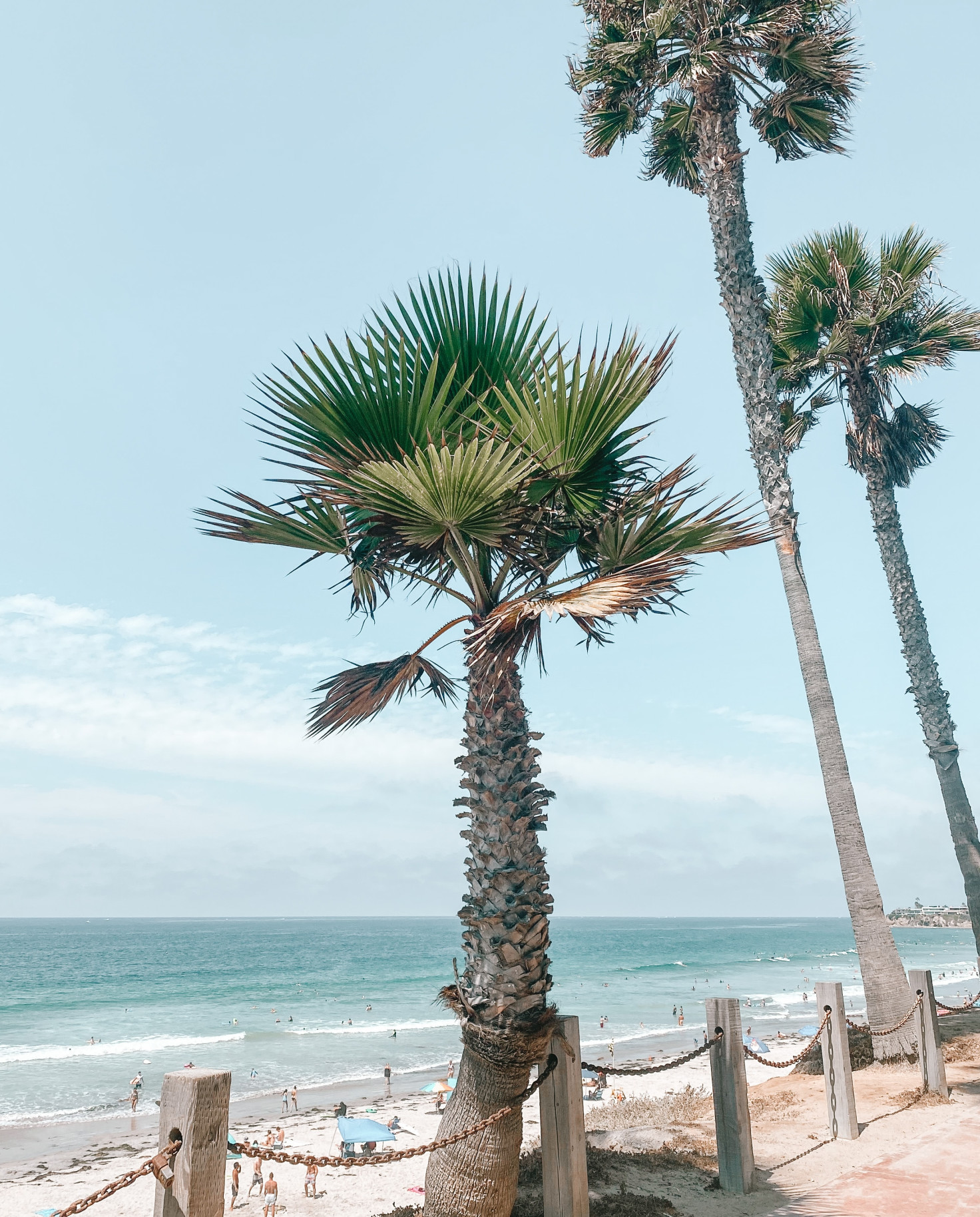 palm trees overlooking the ocean during daytime