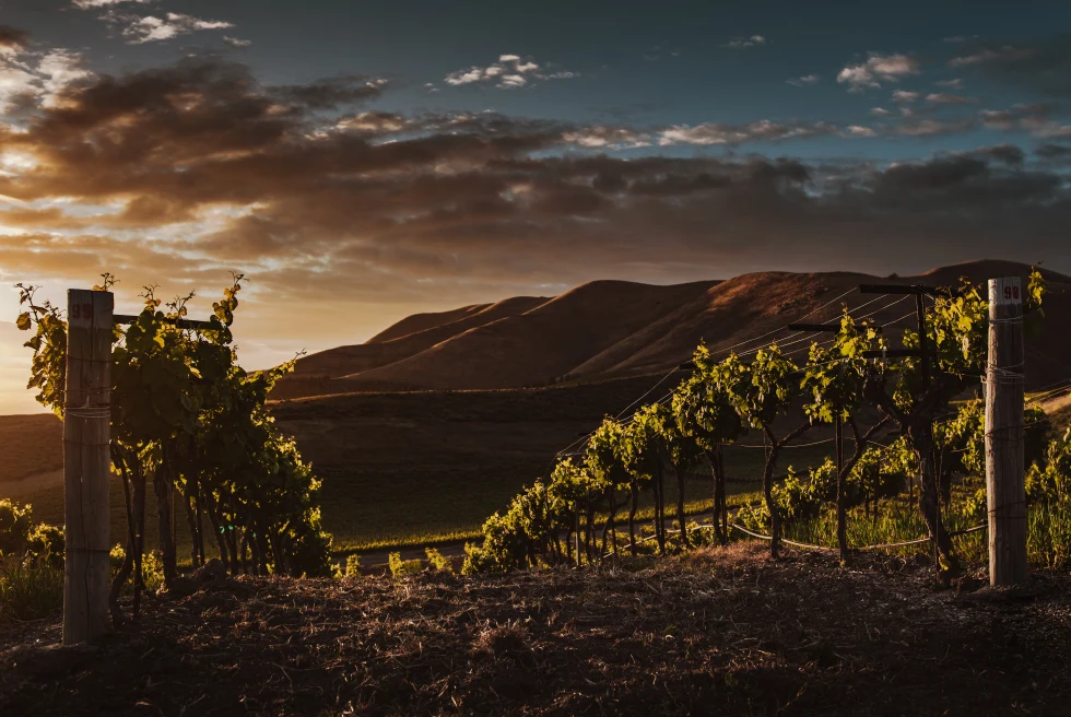Vineyard in California during sunset.