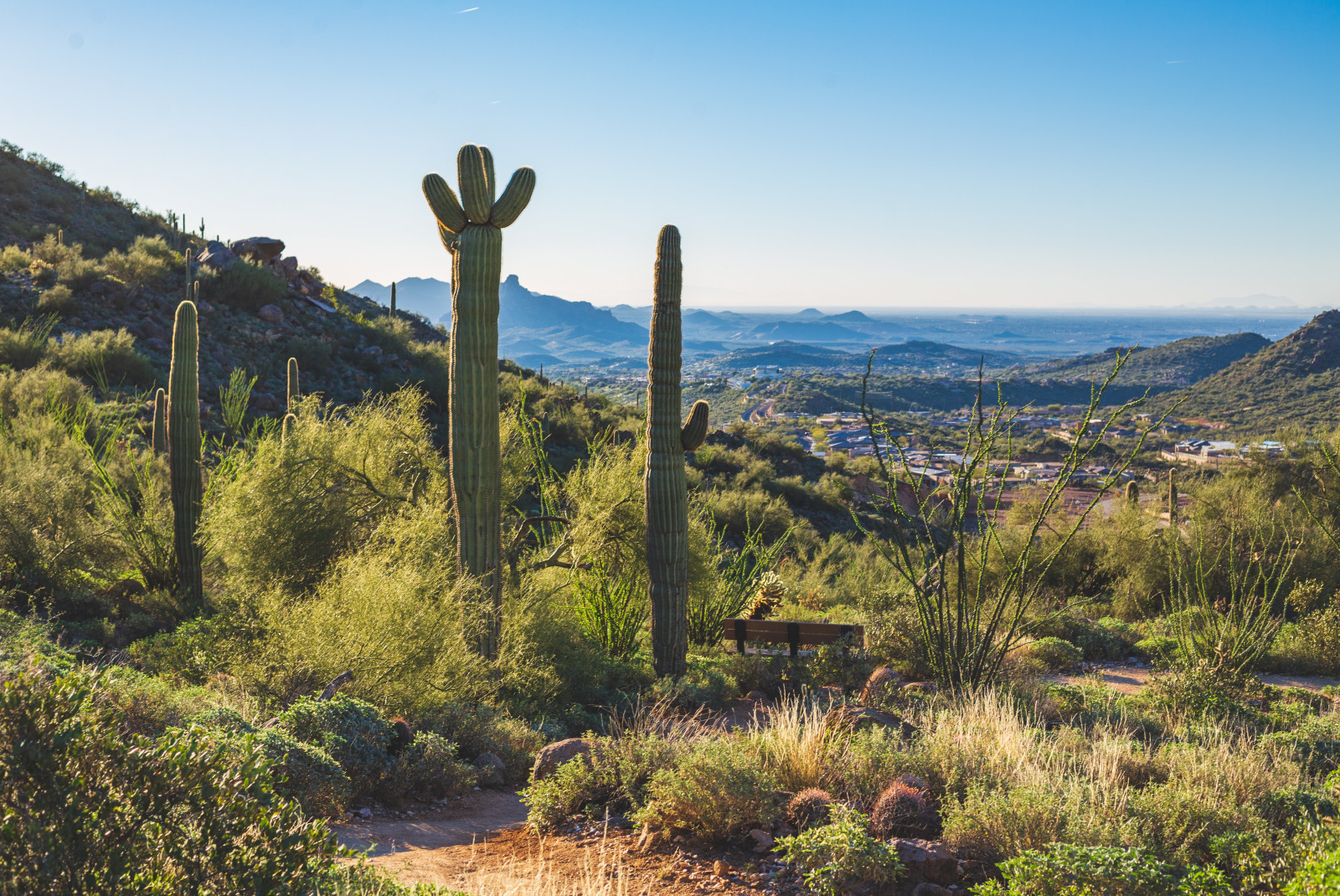 Mountains with cacti and desert views in Arizona. 