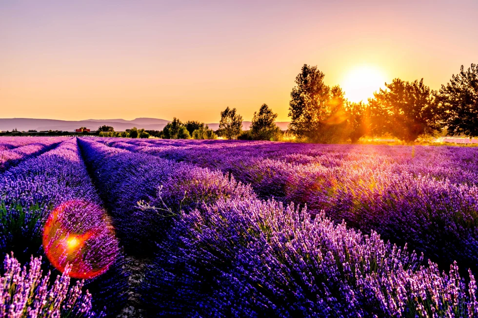 fields of purple lavender during sunset