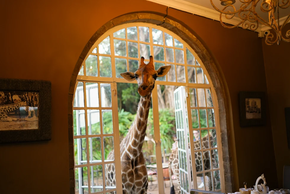 A giraffe peeking into the window at Giraffe Manor in Nairobi.