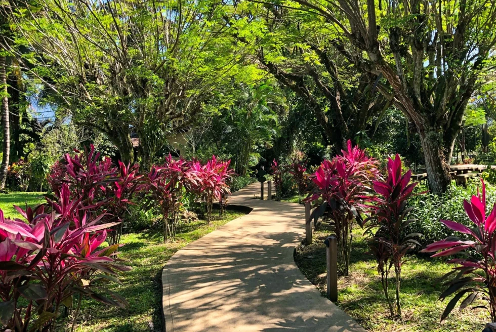 a path through a lush garden with pink tropical plants