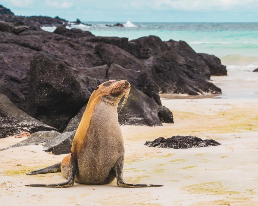 Sea Lion on the beach by the rocks with the ocean in the background in the Galapagos Islands