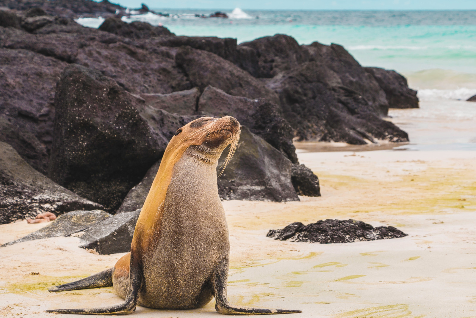 Sea Lion on the beach by the rocks with the ocean in the background in the Galapagos Islands