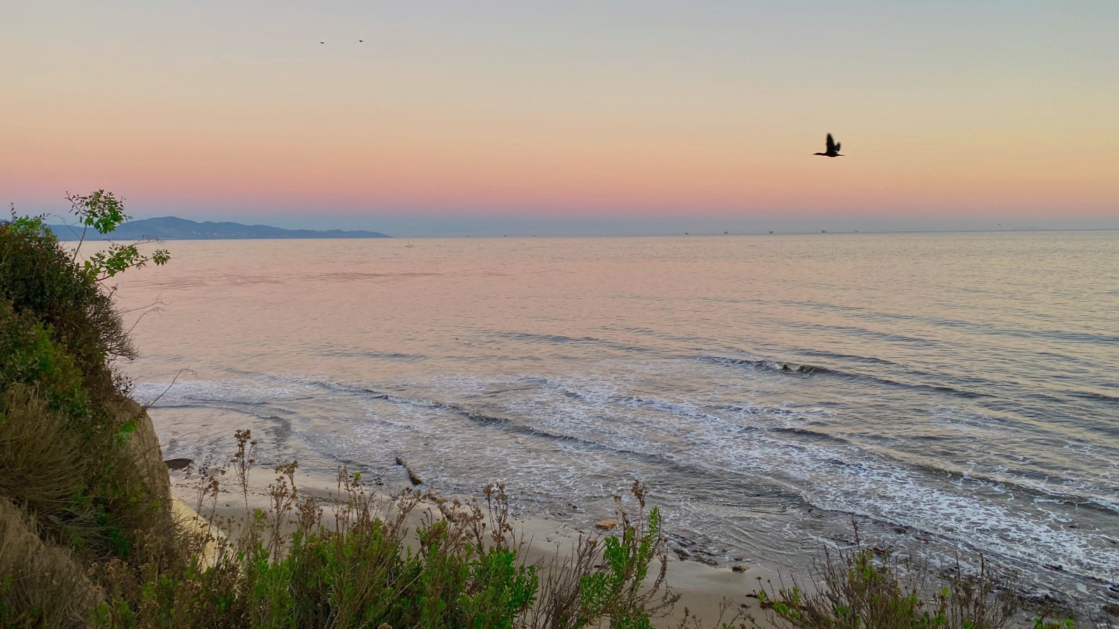 bird flying over the ocean during sunset