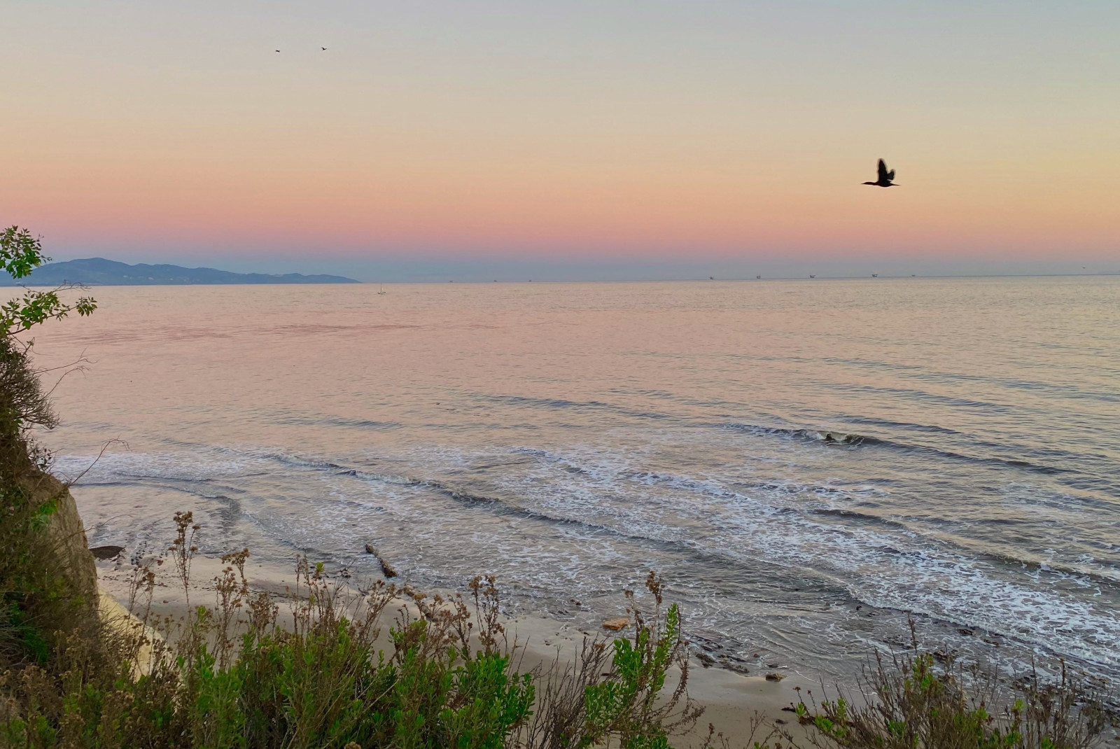 bird flying over the ocean during sunset