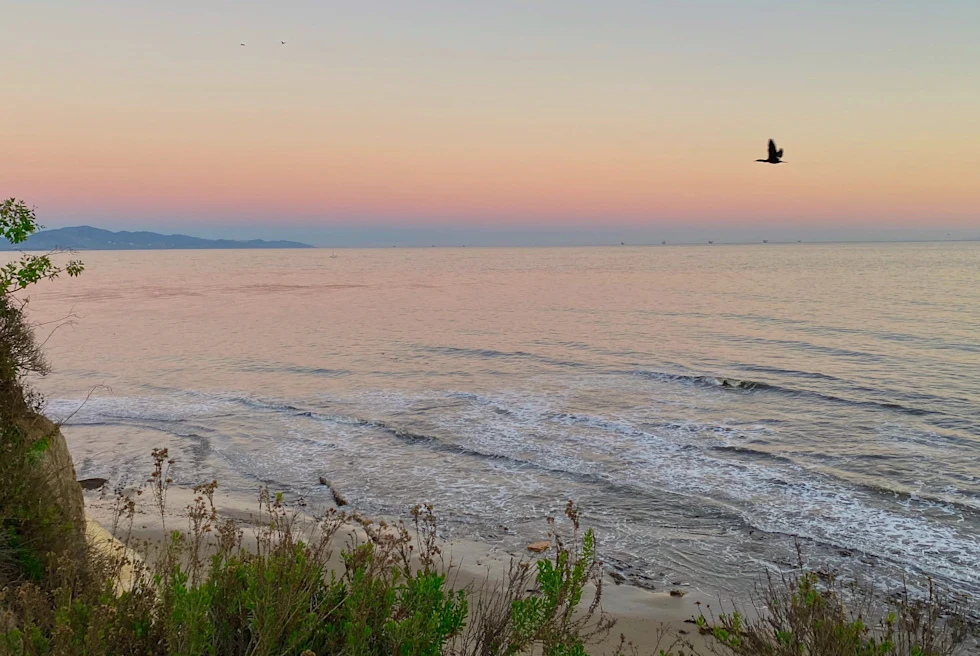 bird flying over the ocean during sunset
