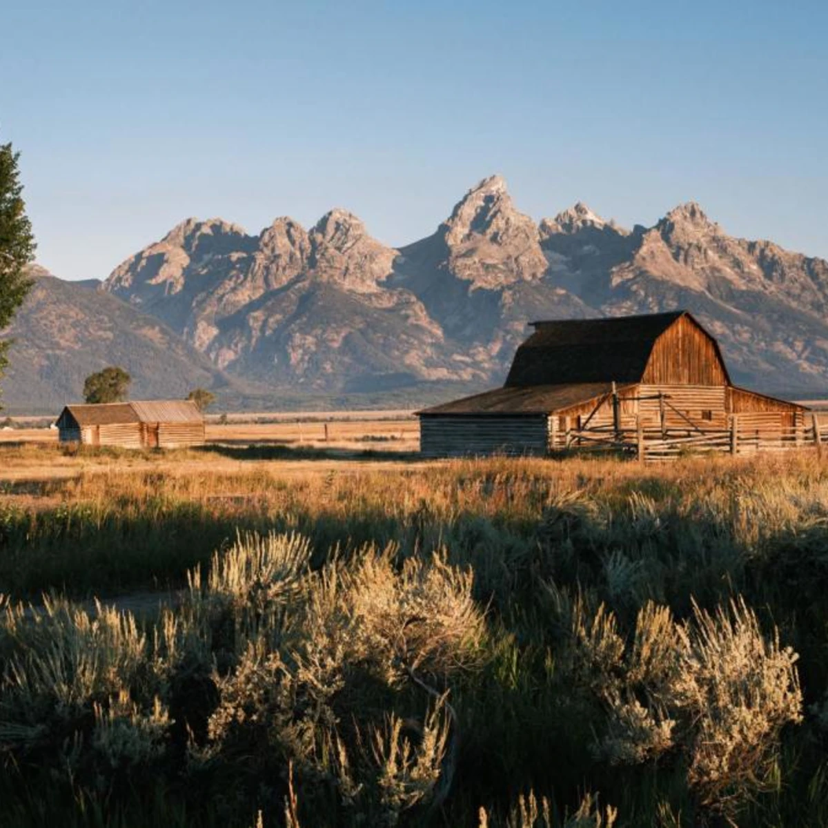 An old barn amid a field in front of Wyoming's Grand Tetons