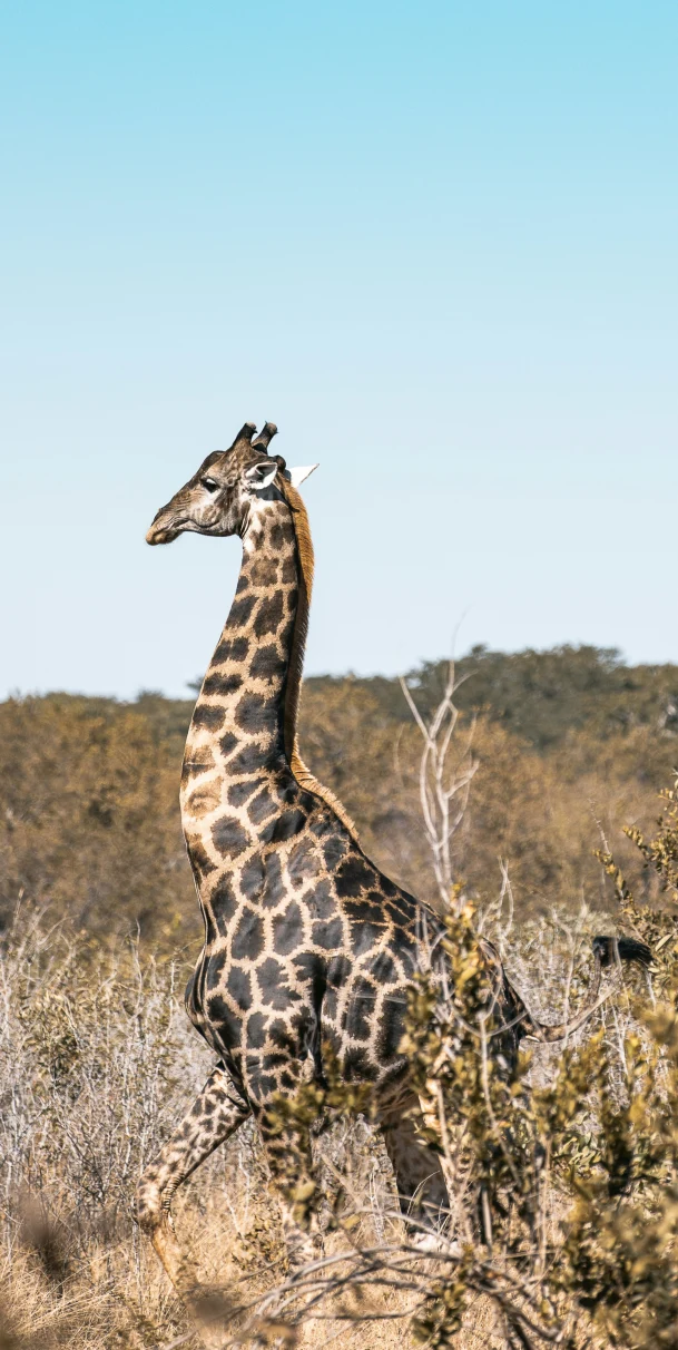 A giraffe running through a field during the daytime