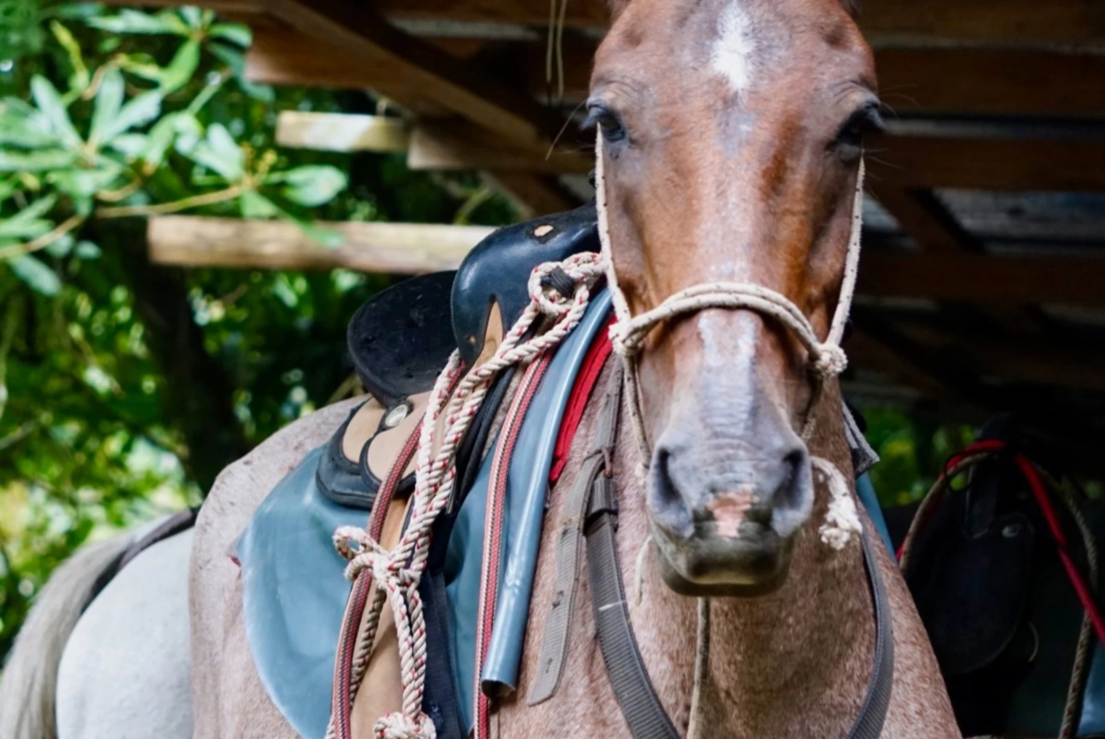 horse in the jungle with harness