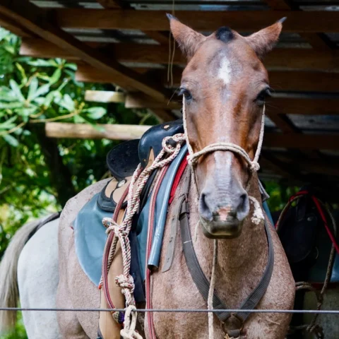 horse in the jungle with harness