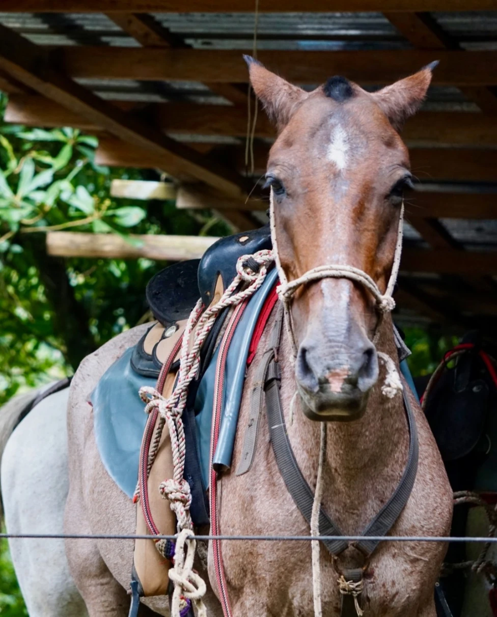 horse in the jungle with harness