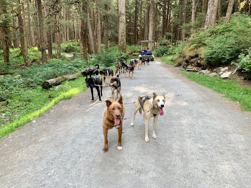 Dogs walking on paved path surrounded by trees during daytime