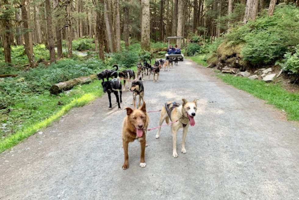 Dogs walking on paved path surrounded by trees during daytime