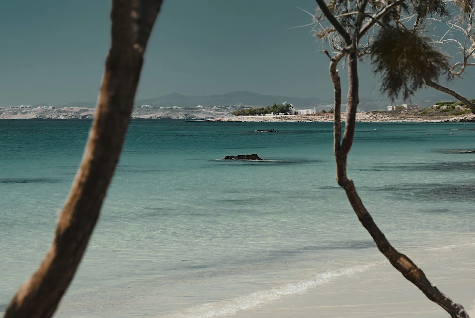 Two palm trees on white sand beach next to body of water during daytime