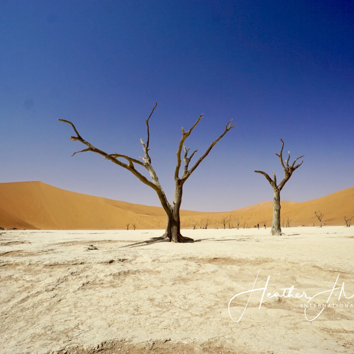 desert trees