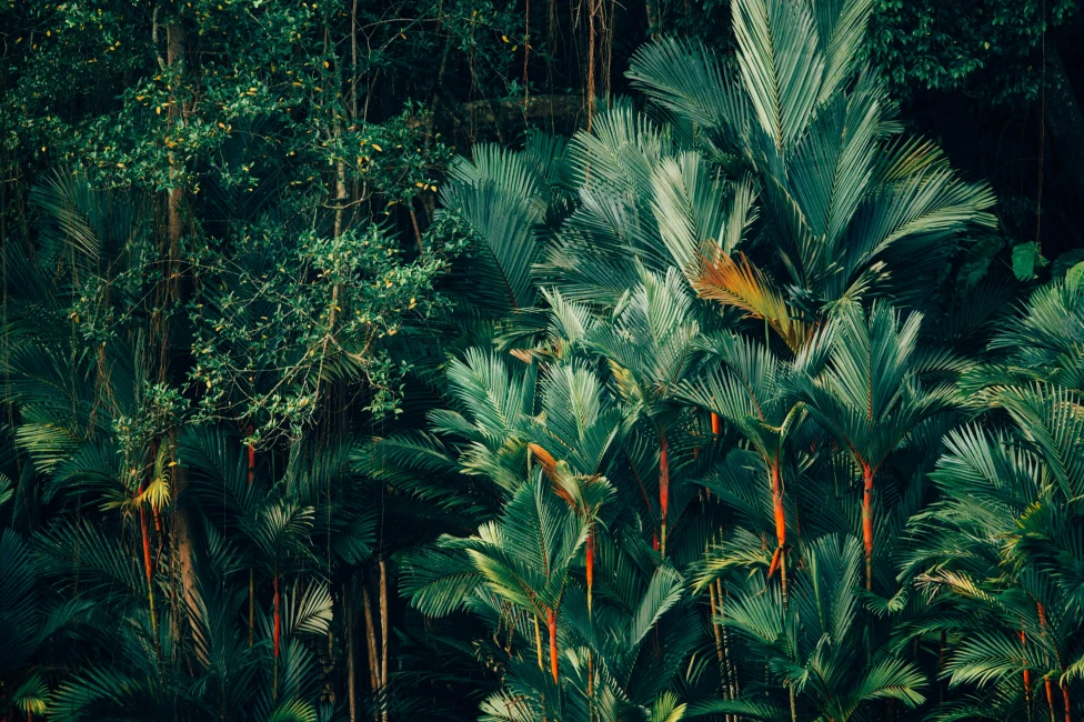 A lush rainforest with bright green foliage and splashes of orange that pop in the underbrush. 