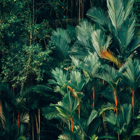 A lush rainforest with bright green foliage and splashes of orange that pop in the underbrush. 