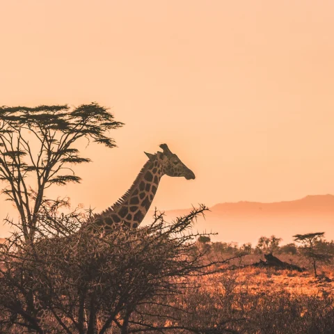 giraffe standing in a desert