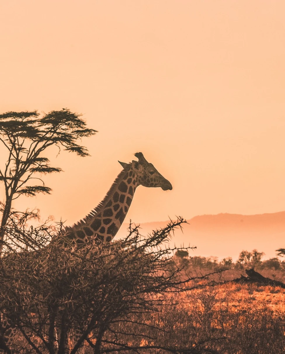 giraffe standing in a desert
