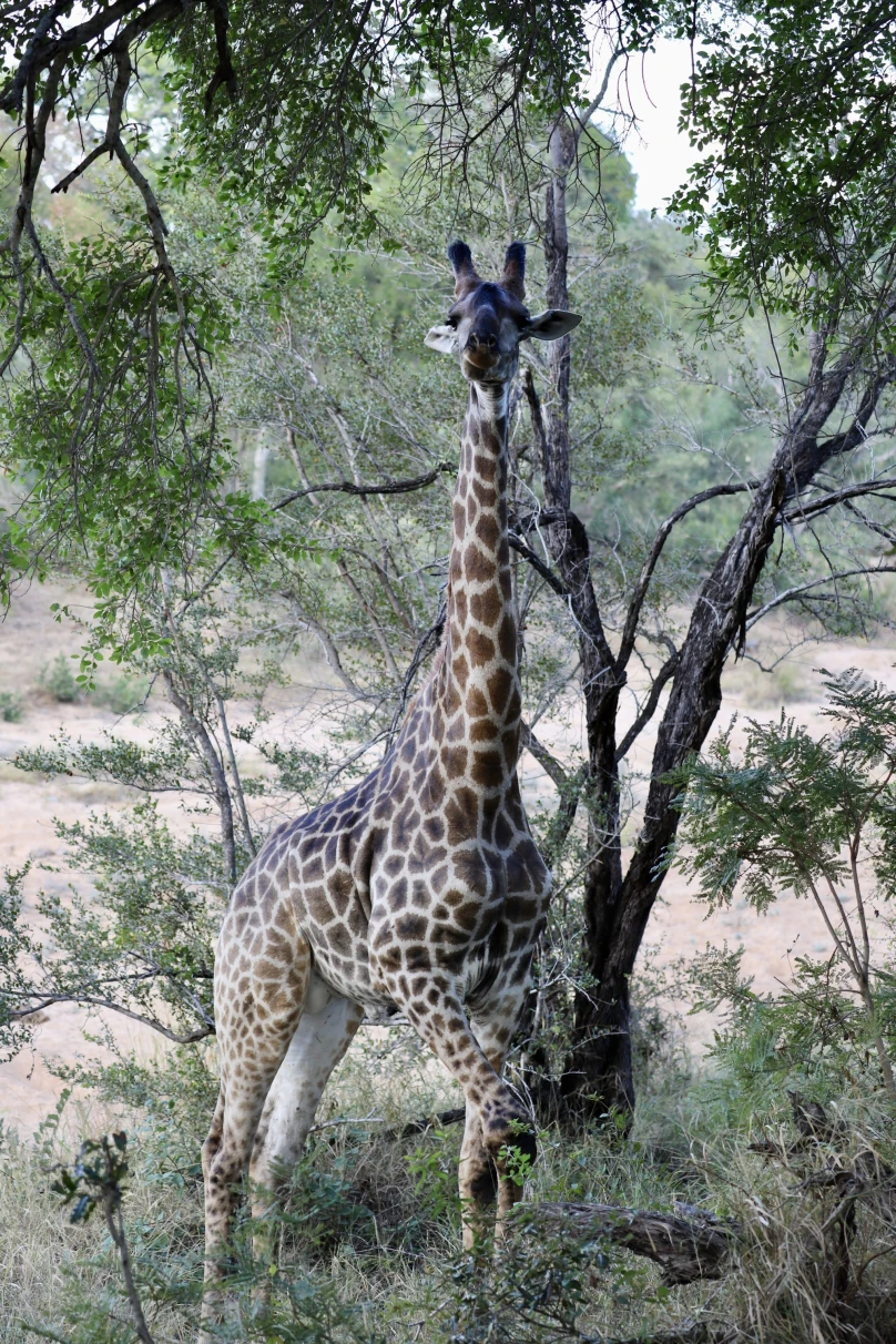 A giraffe surrounded by trees, as seen on a South Africa itinerary. 