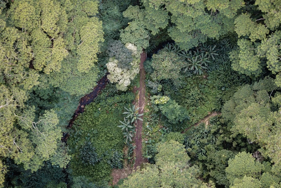 aerial view of dense green trees