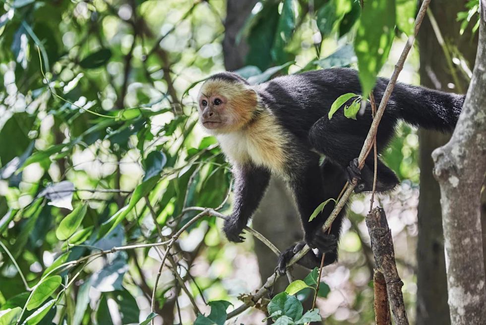 monkey hanging in the trees during daytime